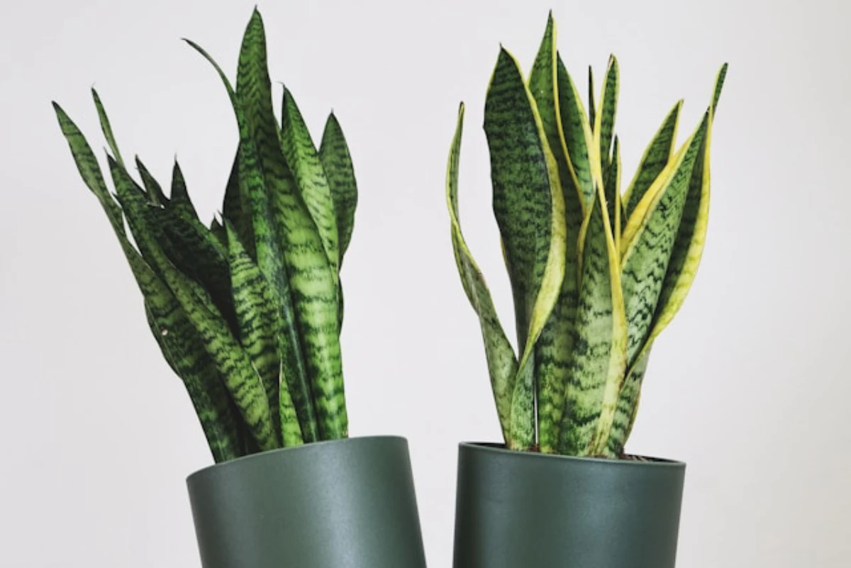 Luz Ideal: O Segredo para Folhas Fortes e Vibrantes o Ano Todo - inspiração 1