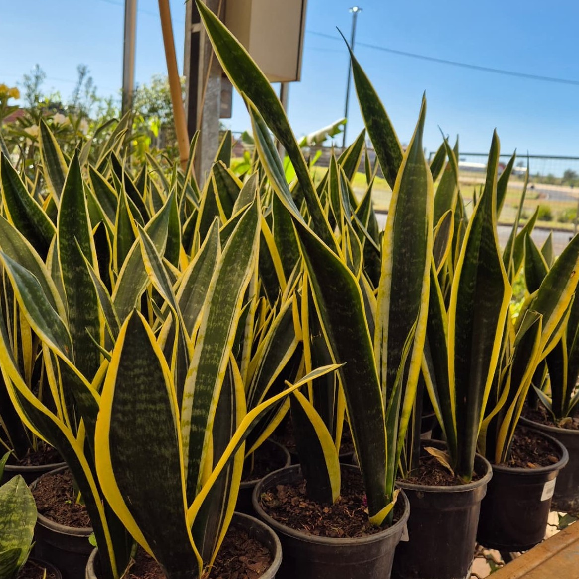 Luz Ideal: O Segredo para Folhas Fortes e Vibrantes o Ano Todo - inspiração 2