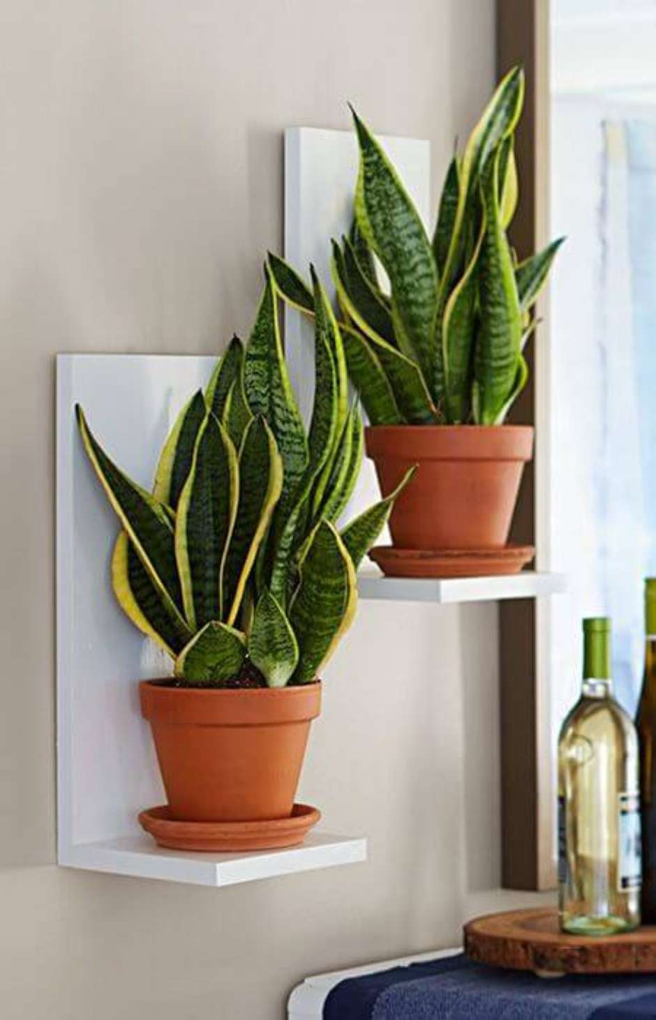 Luz Ideal: O Segredo para Folhas Fortes e Vibrantes o Ano Todo - inspiração 3