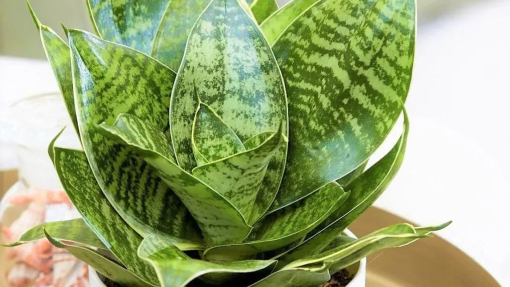 Escolhendo o Vaso Certo: Dica para o Crescimento Saudável das Raízes - inspiração 2