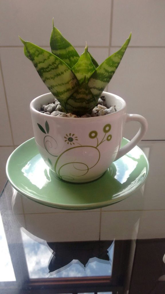 Escolhendo o Vaso Certo: Dica para o Crescimento Saudável das Raízes - inspiração 3