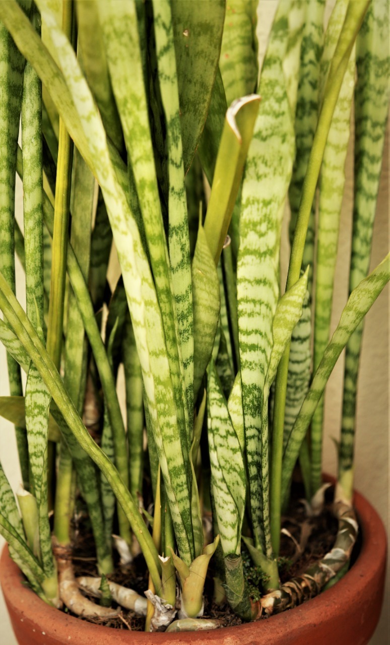 Defesa Natural: Protegendo Sua Espada de Pragas Com Soluções Simples - inspiração 2