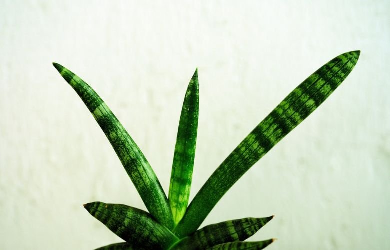 Defesa Natural: Protegendo Sua Espada de Pragas Com Soluções Simples - inspiração 3