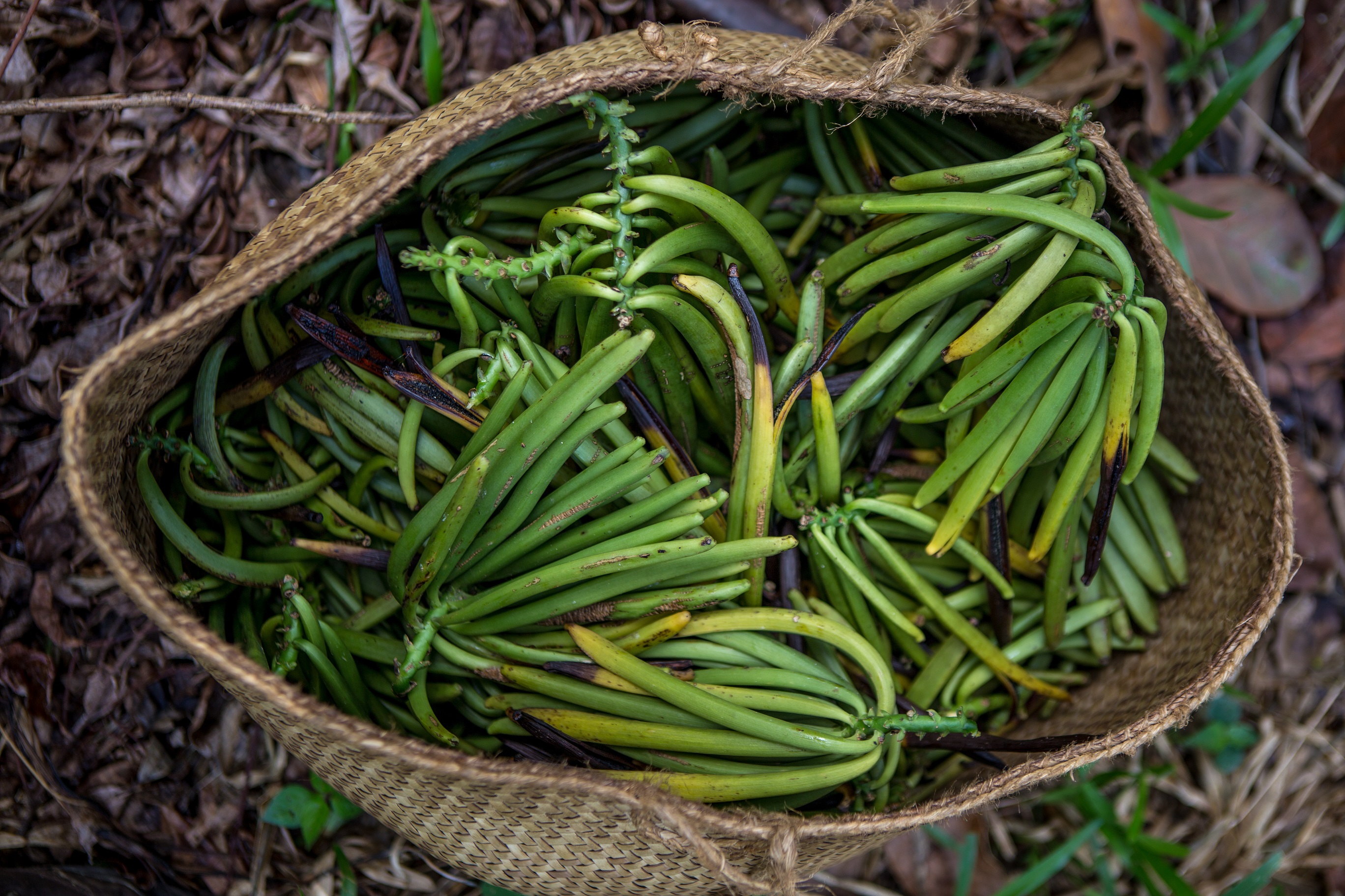 Açúcar Baunilhado Caseiro: Um Toque Sofisticado para suas Bebidas - inspiração 3