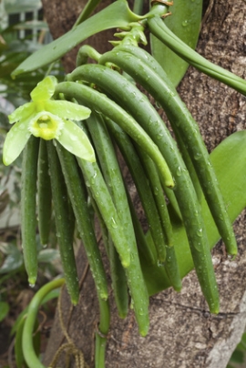 Iogurte Turbinado: Receita Simples com Fava de Baunilha Fresca - inspiração 1