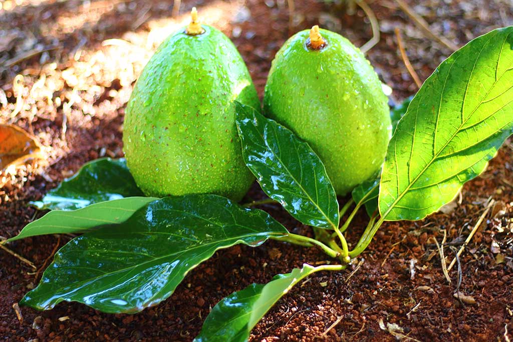 O Segredo para Carnes Assadas Inesquecíveis - inspiração 2