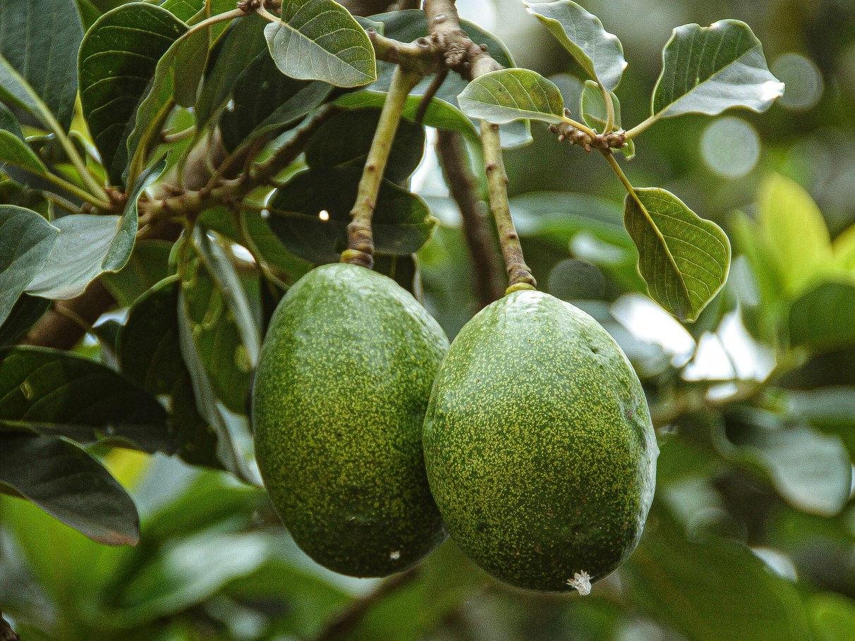 Peixes e Aves Imersos em Novos Sabores - inspiração 2