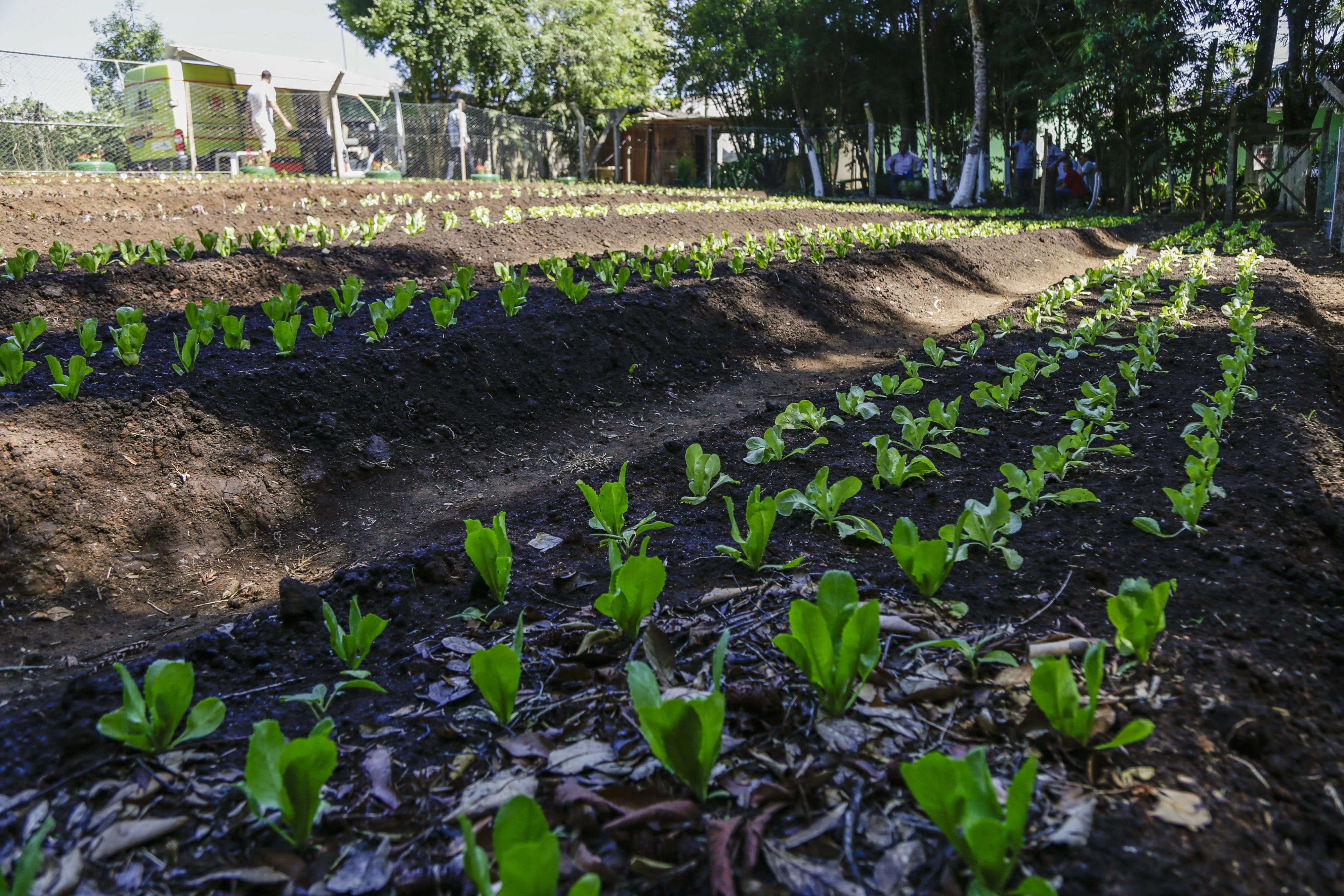 Semeando Conexões: Como a Horta Fortalece os Laços Sociais - inspiração 3