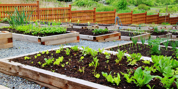 Ritmo e Respeito: A Disciplina que Floresce na Rotina da Horta - inspiração 1