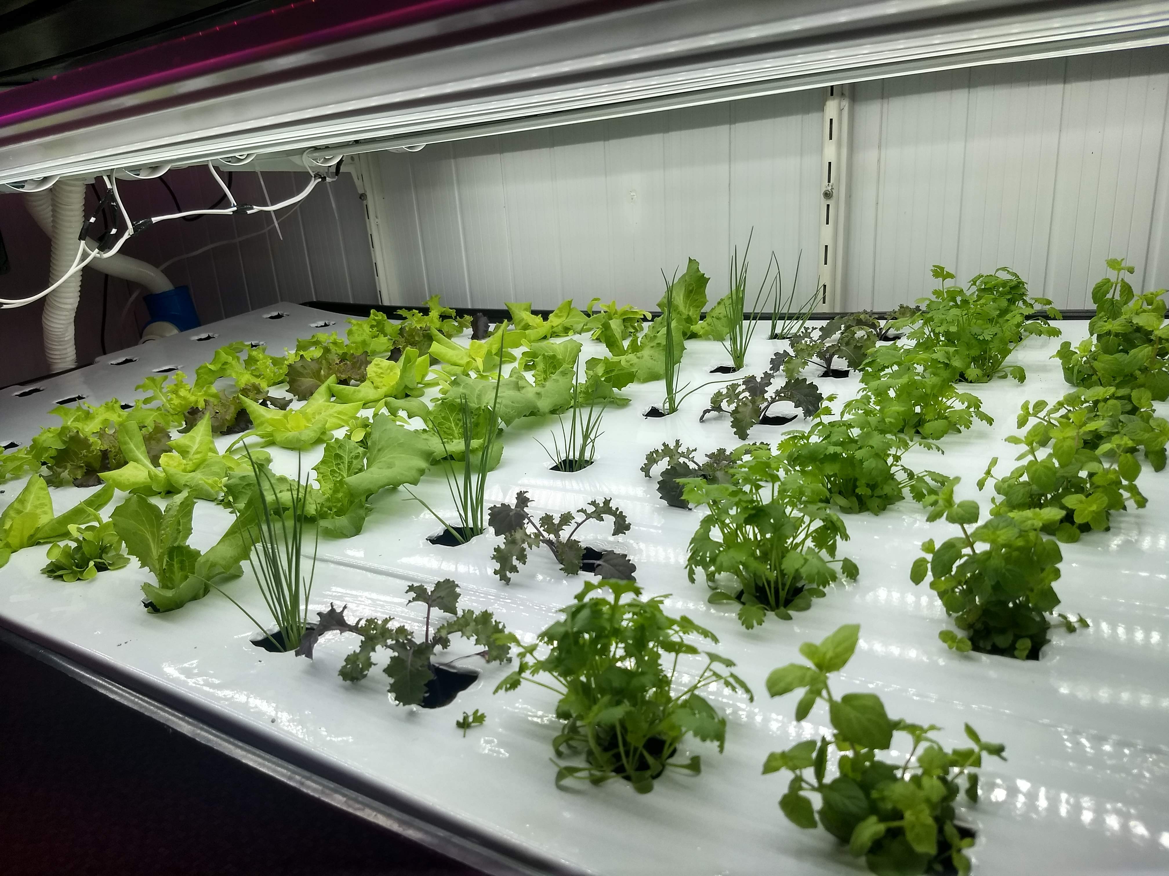 Nutrindo o Corpo e a Mente: O Sabor Fresco dos Alimentos Cultivados - inspiração 1