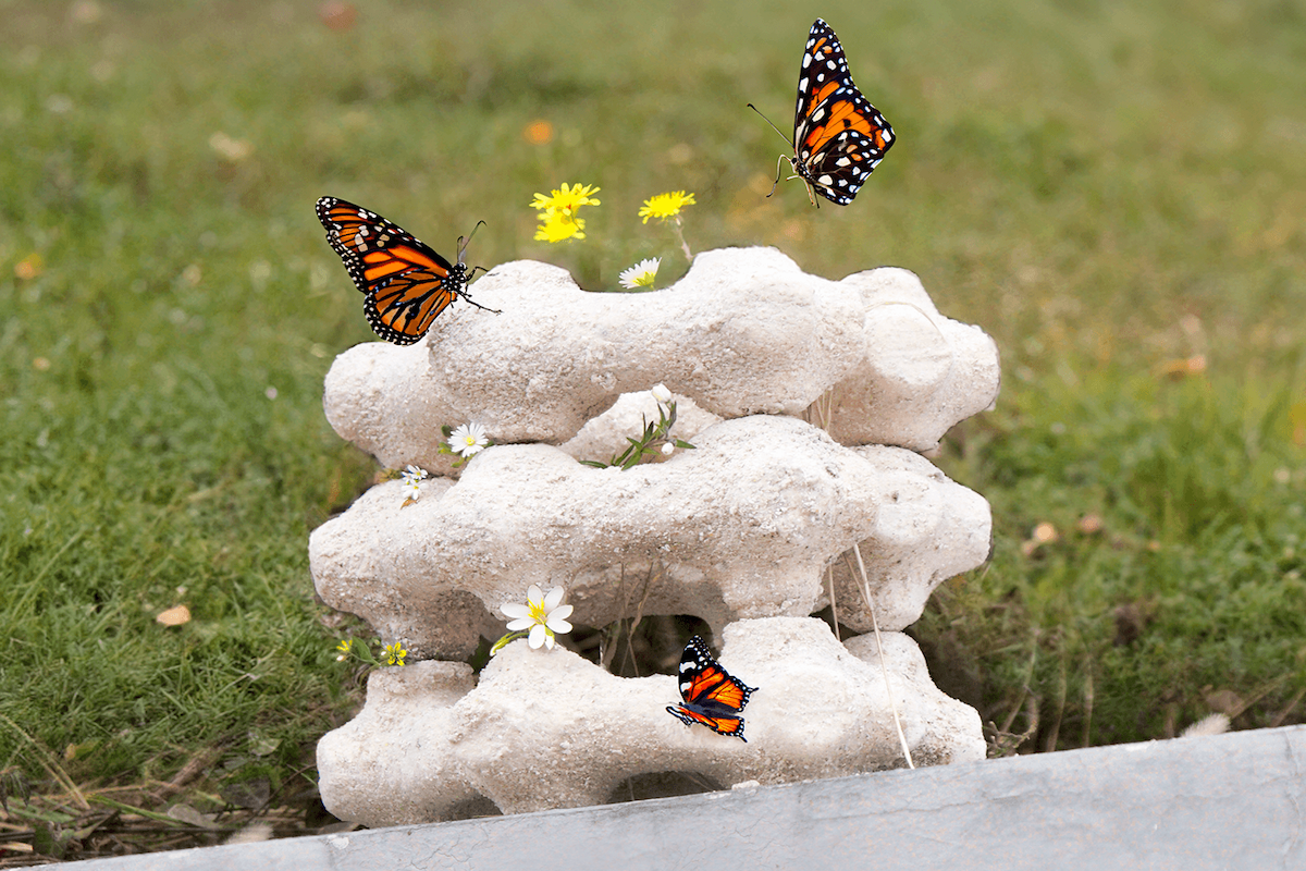 Dica de Ouro: Comece com as Plantas Certas - inspiração 1