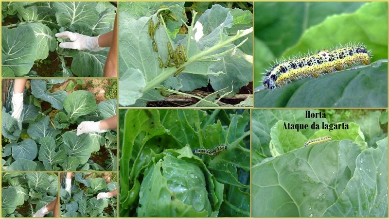 Passo a Passo: Construindo um Bebedouro Charmoso para Borboletas - inspiração 1