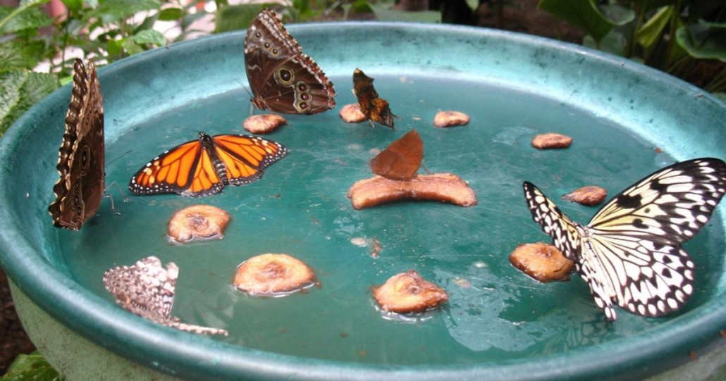 Passo a Passo: Construindo um Bebedouro Charmoso para Borboletas - inspiração 3