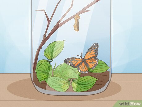 Como Diversificar as Flores para Prolongar a Visita das Borboletas - inspiração 1