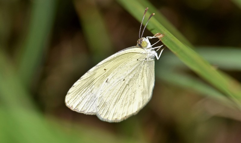 Sinal de Alerta: O que Fazer se as Borboletas Sumirem? - inspiração 3