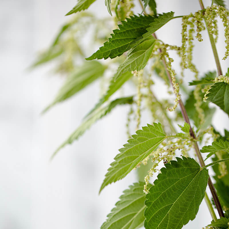 Colheita Inteligente: Dicas para Coletar Urtigas de Forma Consciente e Segura - inspiração 1