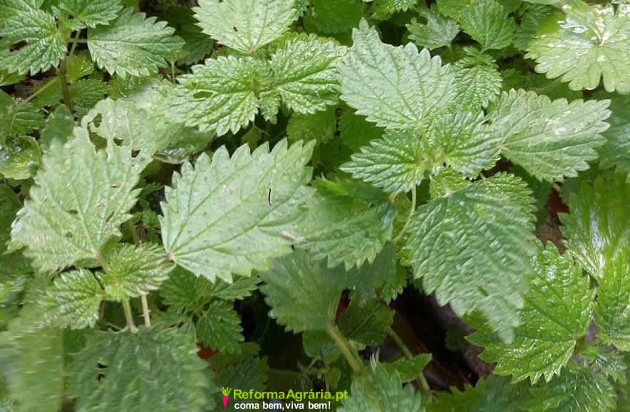 Colheita Inteligente: Dicas para Coletar Urtigas de Forma Consciente e Segura - inspiração 3