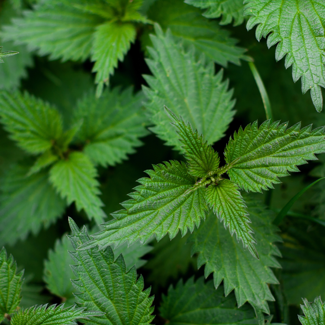 A Arte da Diluição: Garantindo a Vitalidade das Suas Plantas com o Macerado - inspiração 1
