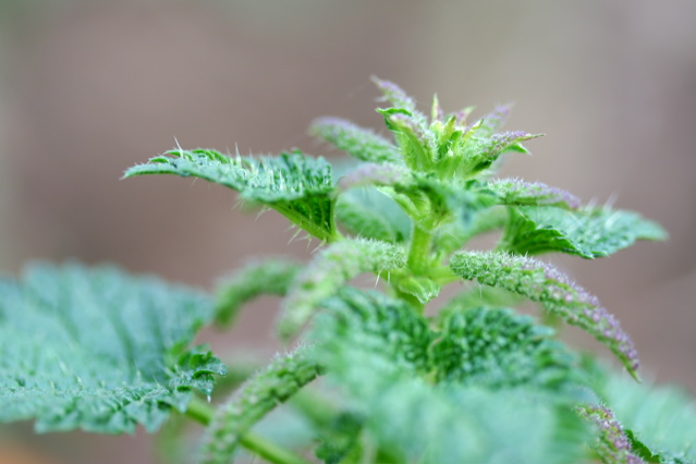 A Arte da Diluição: Garantindo a Vitalidade das Suas Plantas com o Macerado - inspiração 3