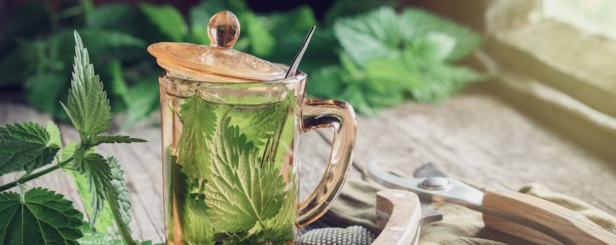 O 'Chorume de Resgate': Use a Urtiga para um Socorro Rápido na Sua Horta - inspiração 2