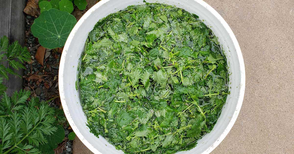 Saúde no Prato: Distinguindo o Uso Agrícola do Medicinal para o Seu Corpo - inspiração 1