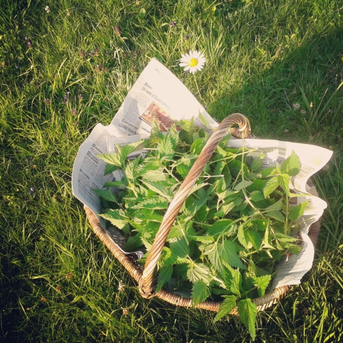 O Chá Revigorante de Urtiga: Um Abraço Natural para o Seu Bem-Estar - inspiração 1