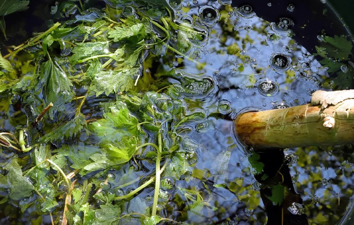 O Chá Revigorante de Urtiga: Um Abraço Natural para o Seu Bem-Estar - inspiração 3