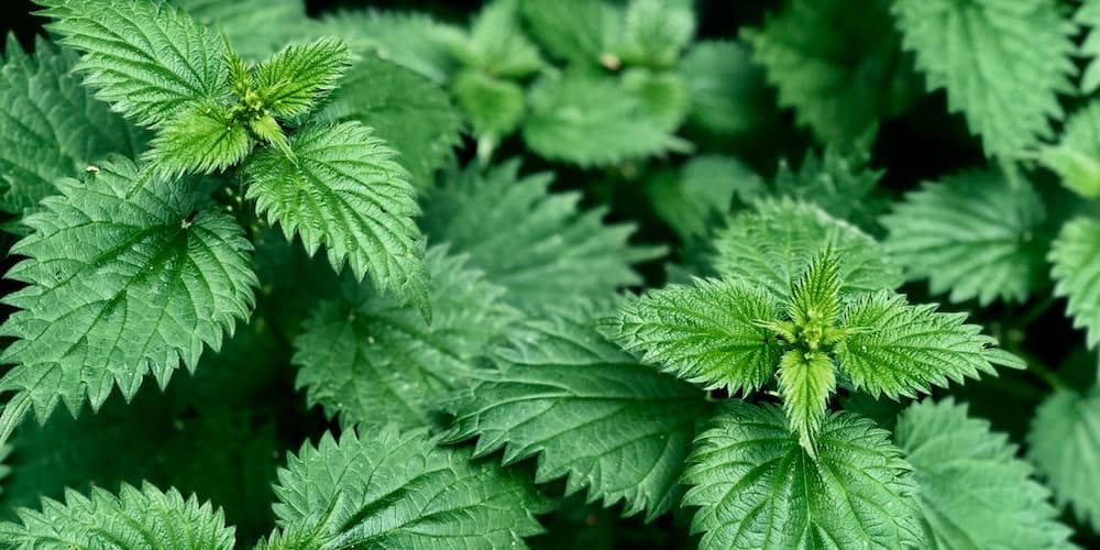 Evitando Ciladas: Os Deslizes Comuns ao Trabalhar com a Urtiga e Como Superá-los - inspiração 1