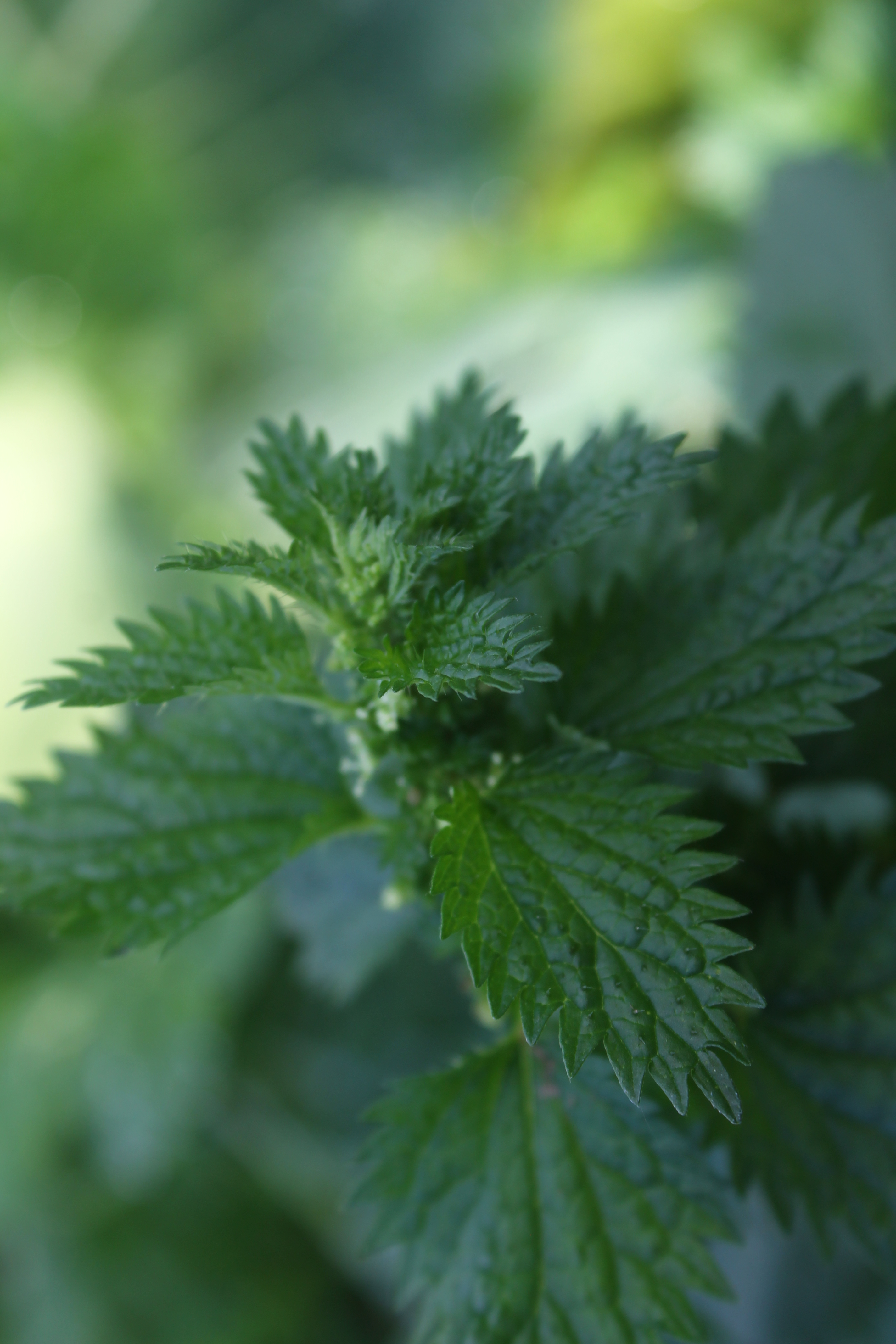 Além do Líquido: Estratégias Criativas para Integrar a Urtiga no Seu Dia a Dia - inspiração 1