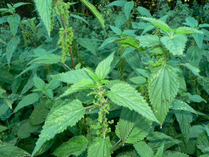 Além do Líquido: Estratégias Criativas para Integrar a Urtiga no Seu Dia a Dia - inspiração 2