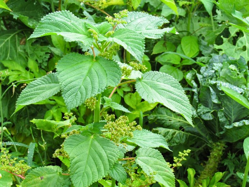 Além do Líquido: Estratégias Criativas para Integrar a Urtiga no Seu Dia a Dia - inspiração 3