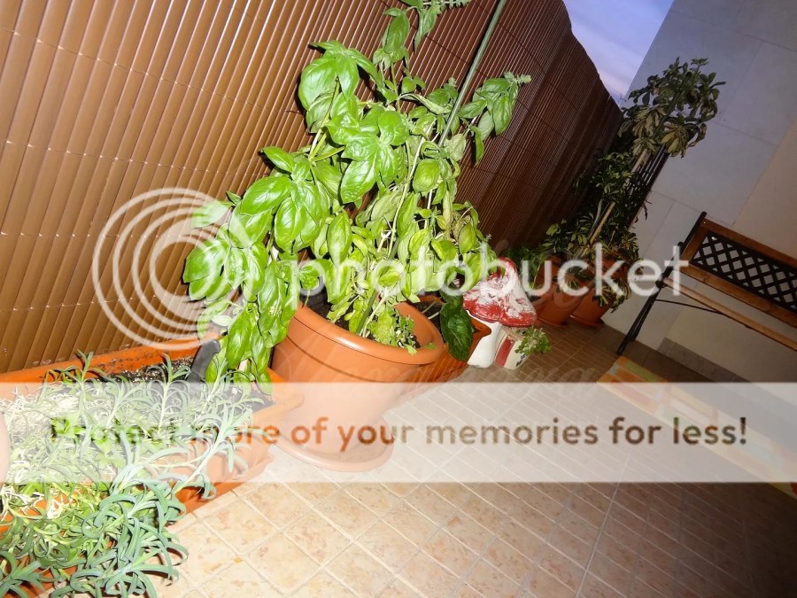 A Poda Inteligente: Estimulando o Crescimento e a Vitalidade do seu Manjericão - inspiração 3