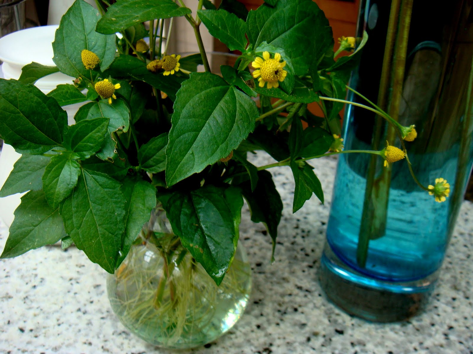 Ritmo Certo: Decifrando a Frequência Ideal de Rega para Cada Estação - inspiração 1