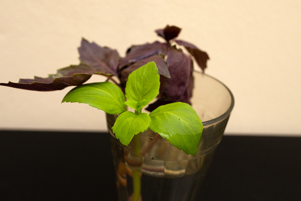 Banho de Sol: A Parceria Essencial entre Luz e Hidratação para Folhas Vibrantes - inspiração 3