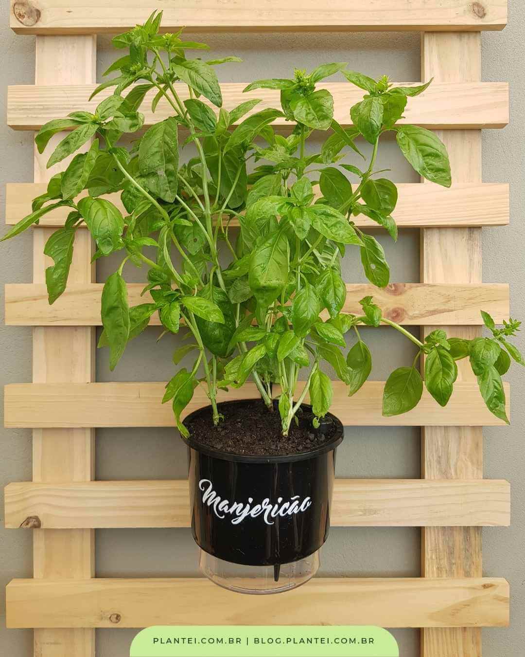 Manjericão em Apuros: Identificando o Murchamento e Agindo Rapidamente - inspiração 1