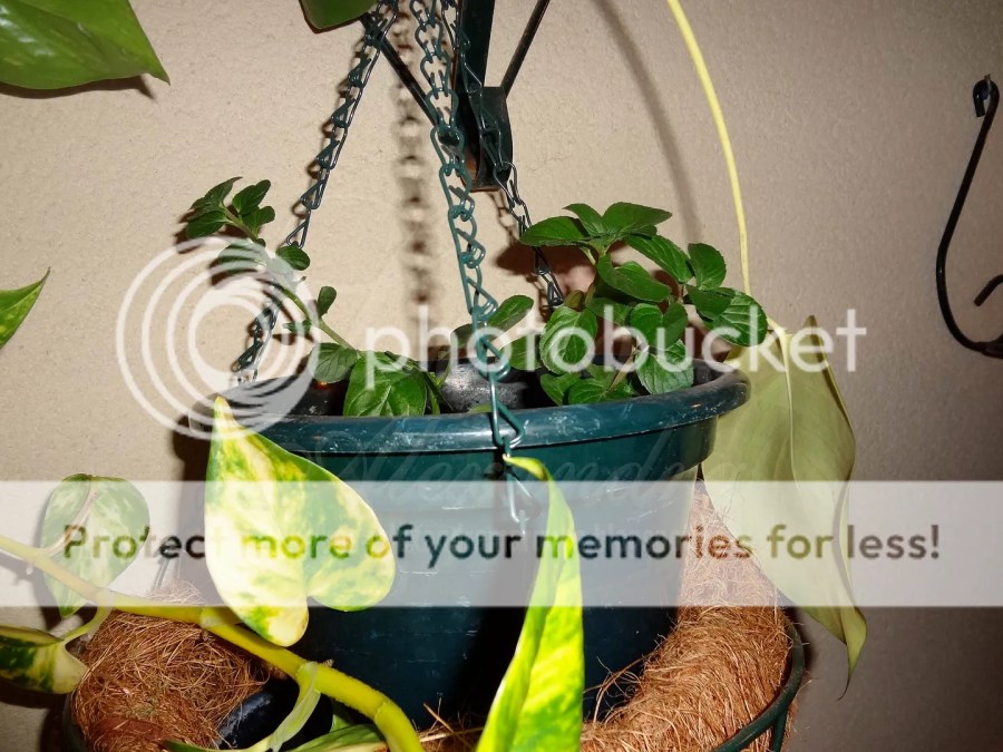 Vaso ou Canteiro: Adaptando os Cuidados com a Água ao Tipo de Cultivo - inspiração 1