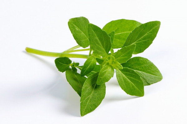 Vaso ou Canteiro: Adaptando os Cuidados com a Água ao Tipo de Cultivo - inspiração 2