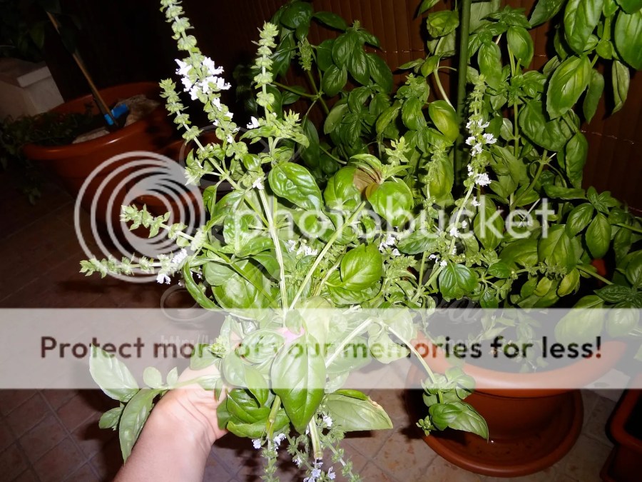 Vaso ou Canteiro: Adaptando os Cuidados com a Água ao Tipo de Cultivo - inspiração 3