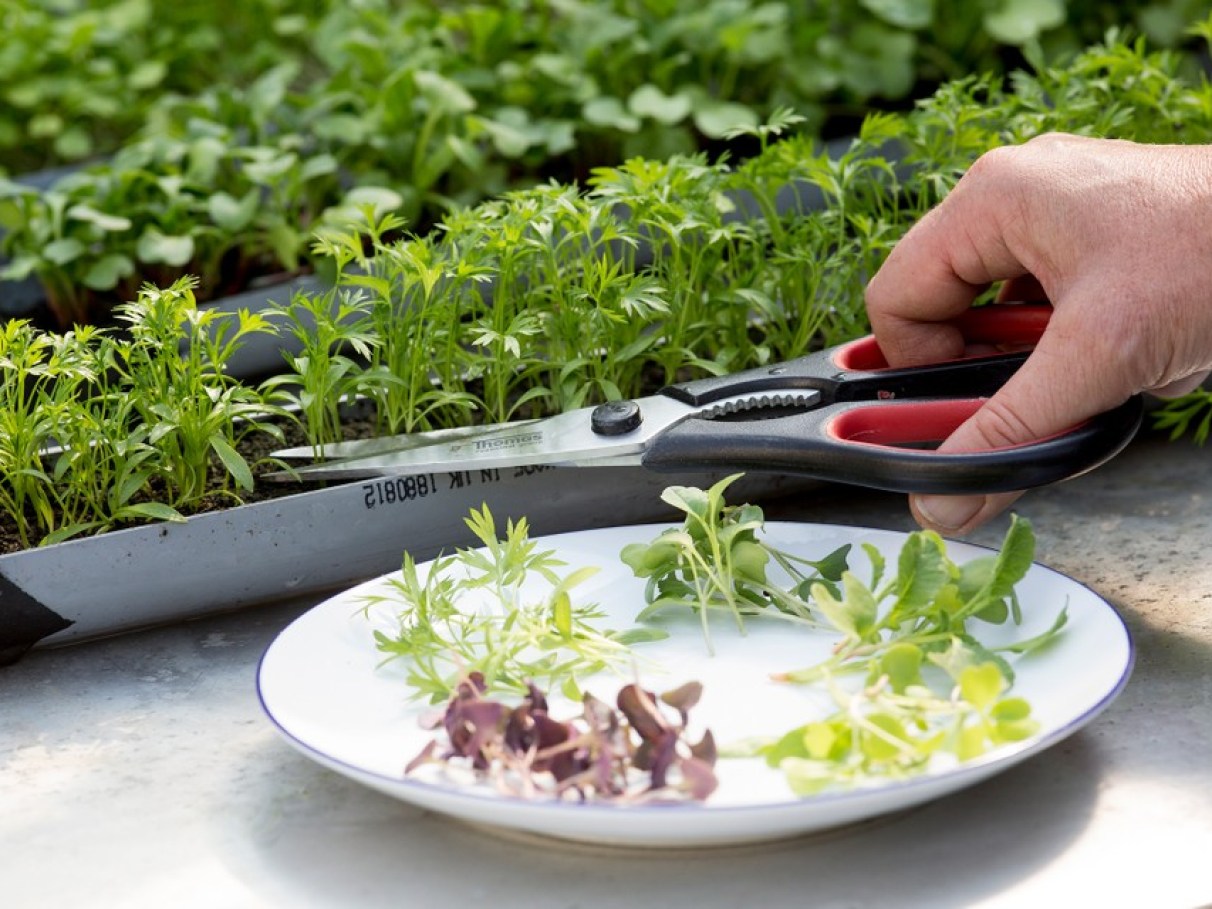 Escolha Inteligente de Sementes: O Segredo do Sabor - inspiração 2