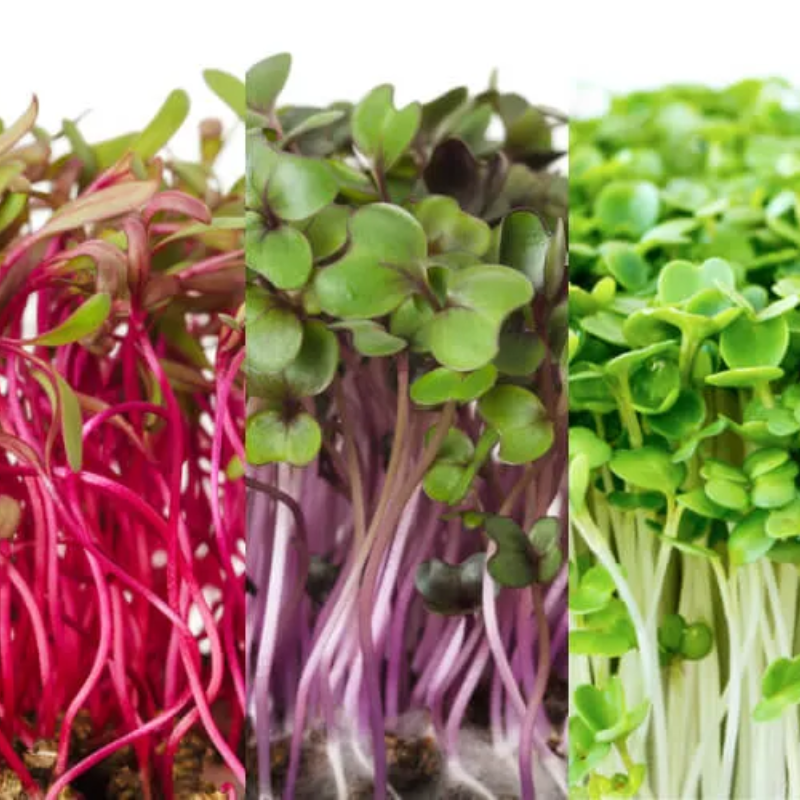 Escolha Inteligente de Sementes: O Segredo do Sabor - inspiração 3