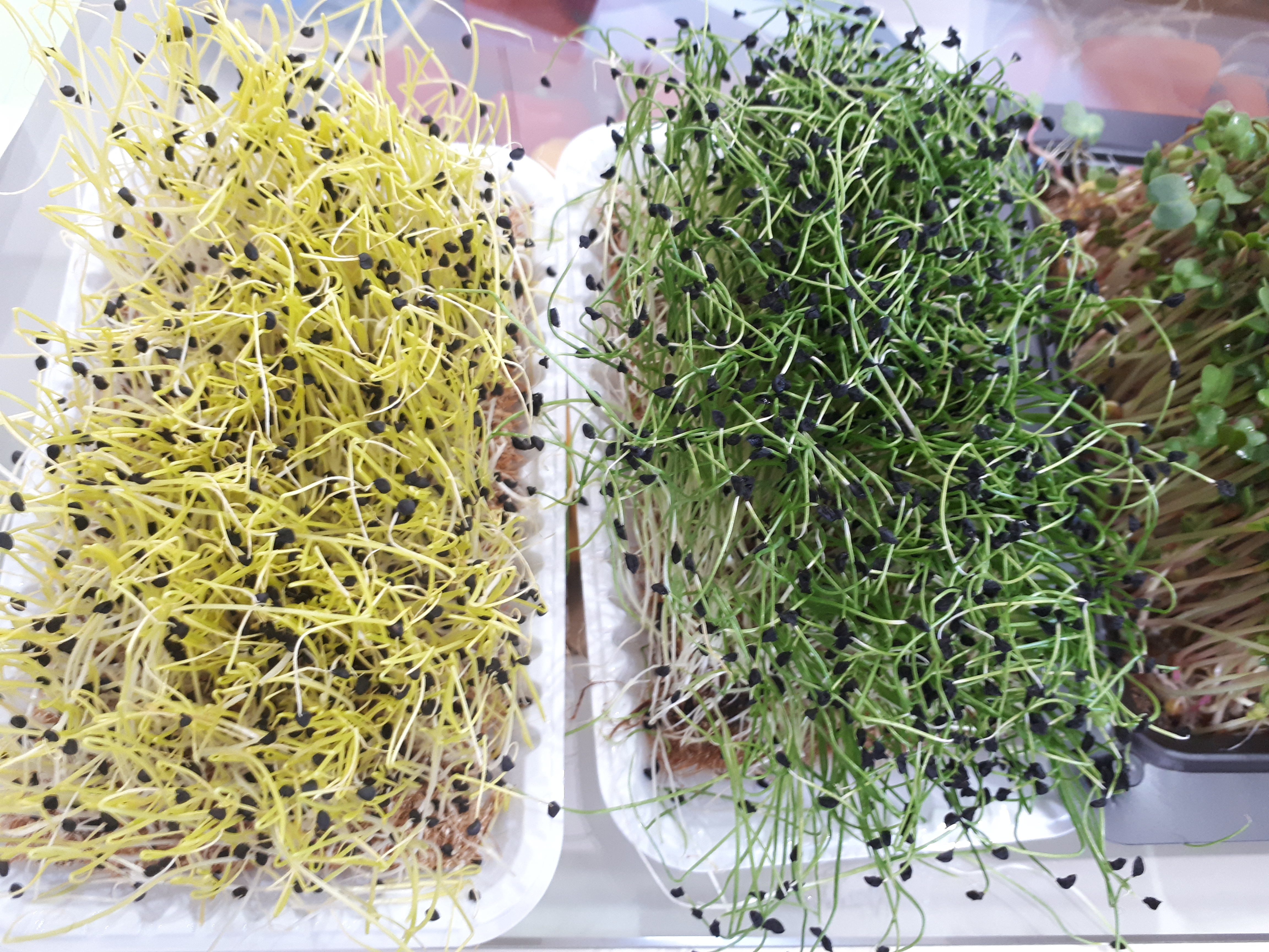 Ventilação Adequada: Ar Fresco Para Plantas Felizes - inspiração 3