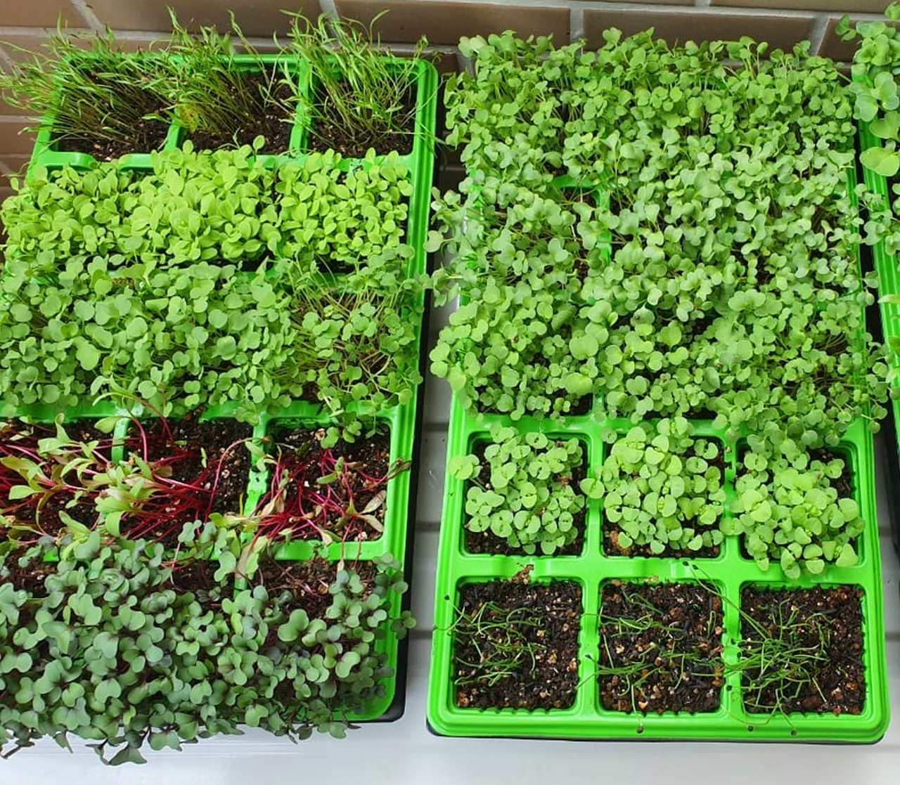 Substrato Ideal: A Base Para o Crescimento Perfeito - inspiração 1