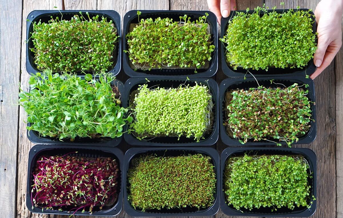 Rega Sem Mistério: Hidratação na Dose Exata - inspiração 1