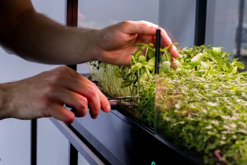 Germinação Acelerada: Desvende o Processo - inspiração 3