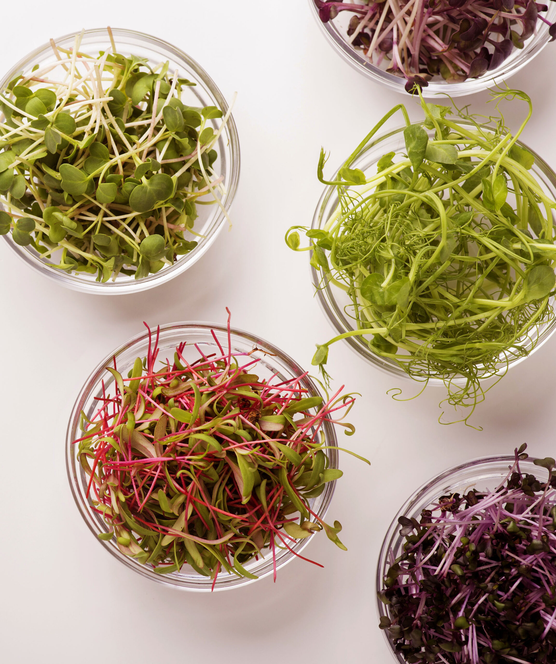 Densidade de Semeadura: Encontre o Equilíbrio - inspiração 2