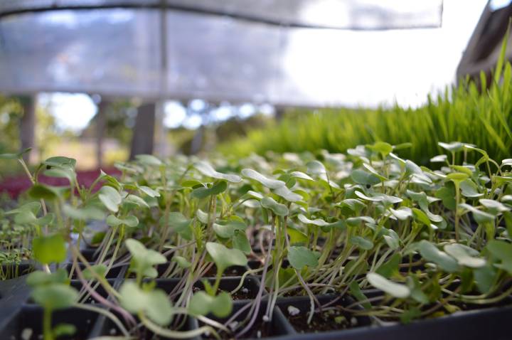 Colheita no Ponto Certo: Maximize os Nutrientes - inspiração 1