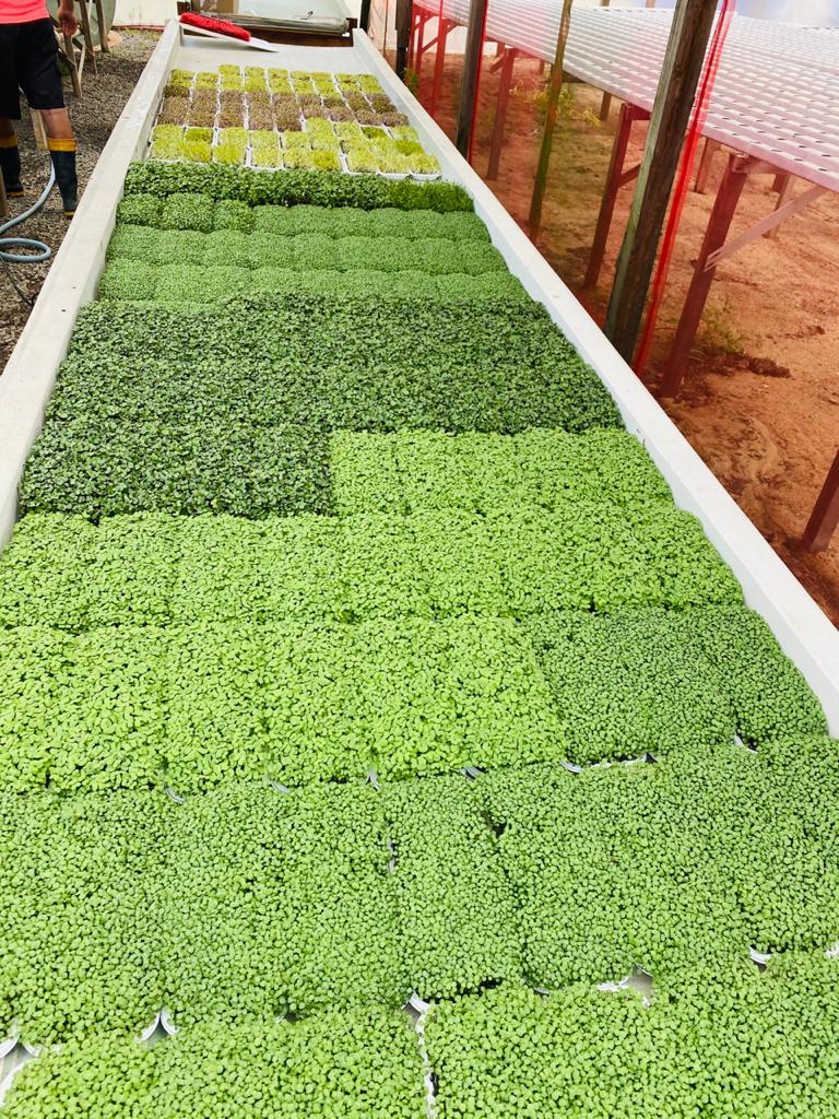 Colheita no Ponto Certo: Maximize os Nutrientes - inspiração 2