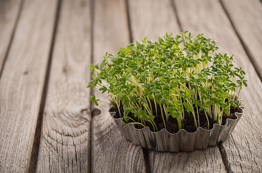 Colheita no Ponto Certo: Maximize os Nutrientes - inspiração 3