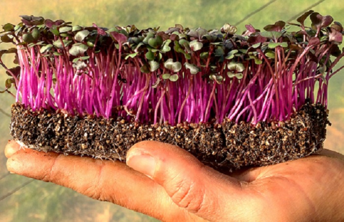 Mantenha a Umidade Ideal: Evite o Ressecamento - inspiração 3