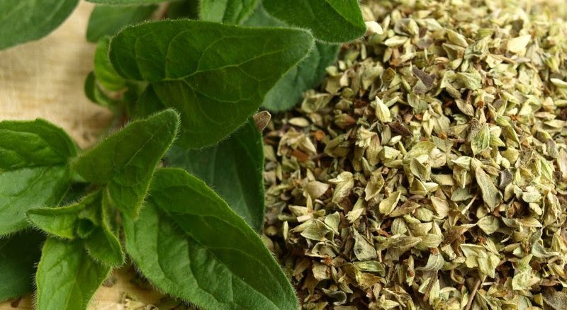 Sol e Crescimento Saudável: A Conexão Direta para um Orégano Forte - inspiração 1